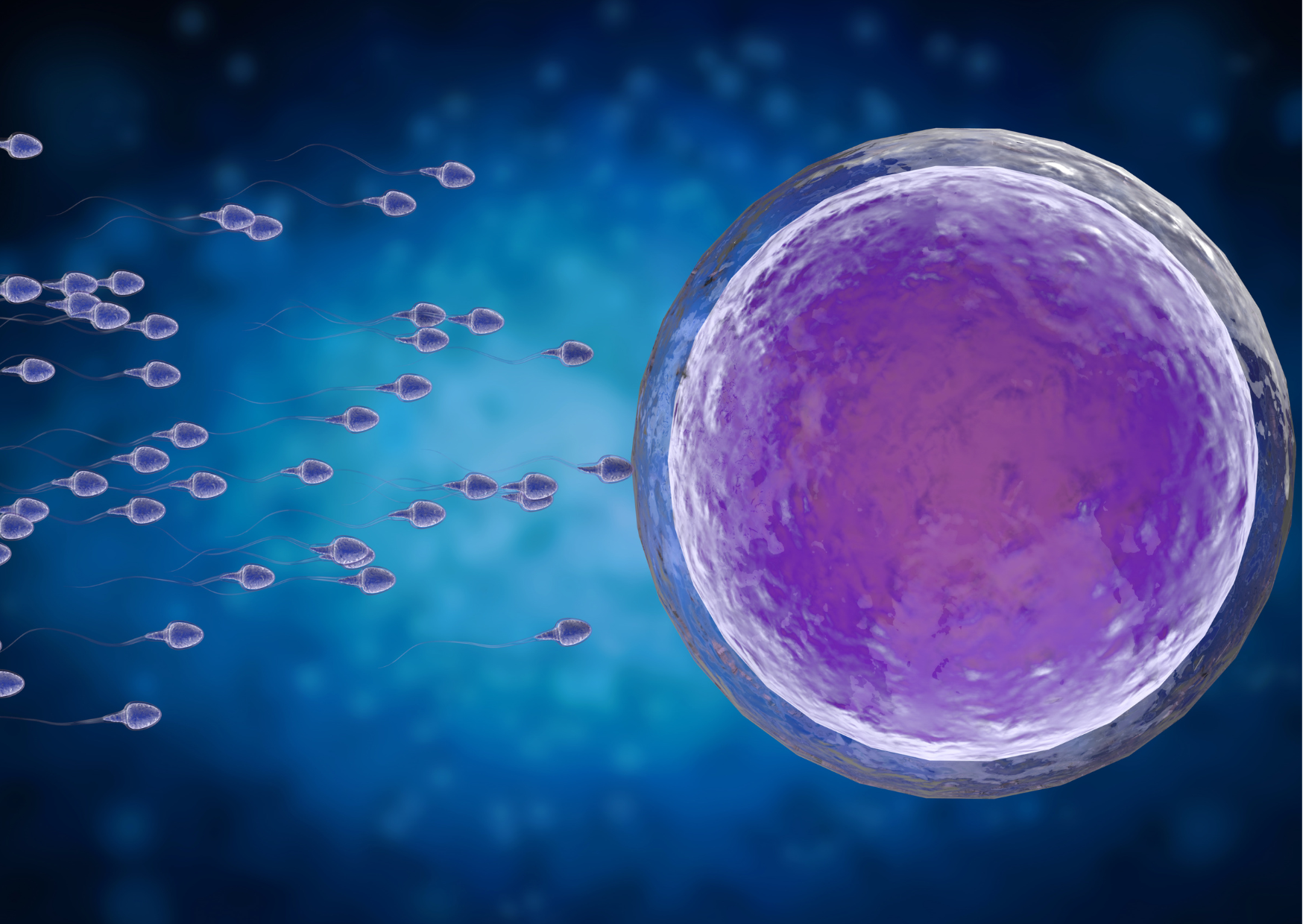 不妊とNMN。NMNによる化学物質に曝露した卵子の減数分裂能の回復に。